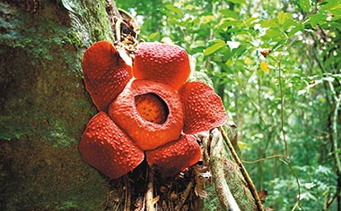 Rafflesia Flower in Gading National Park, Borneo